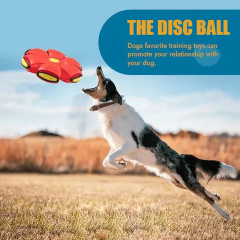 🔥2024 New Year Sale🐶The Doggy Disc Ball - Non-Stop Fun For Your Pets!💞