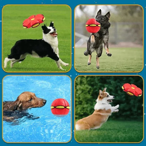 🔥2024 New Year Sale🐶The Doggy Disc Ball - Non-Stop Fun For Your Pets!💞